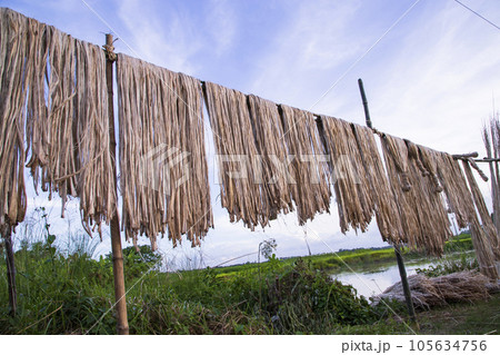 Golden wet raw jute fiber hanging under the sunlight for drying in Bangladesh Golden wet raw jute fiber hanging under the sunlight for drying in Bangladesh 105634756