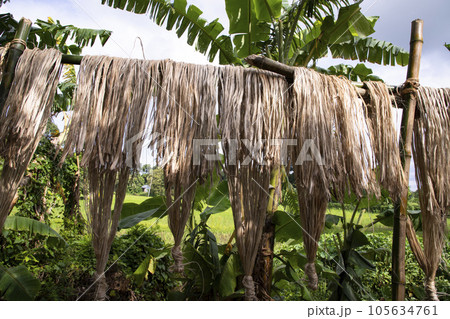 Golden wet raw jute fiber hanging under the sunlight for drying in Bangladesh Golden wet raw jute fiber hanging under the sunlight for drying in Bangladesh 105634761