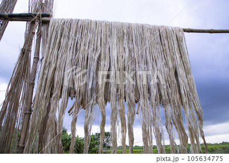 Golden wet raw jute fiber hanging under the sunlight for drying in Bangladesh 105634775