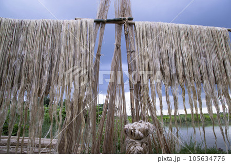 Golden wet raw jute fiber hanging under the sunlight for drying in Bangladesh 105634776