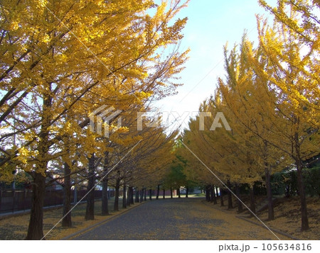 東洋大学のイチョウ並木 　（埼玉県川越市） 105634816