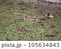 カモの親子 105634843