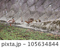 カモの親子 105634844