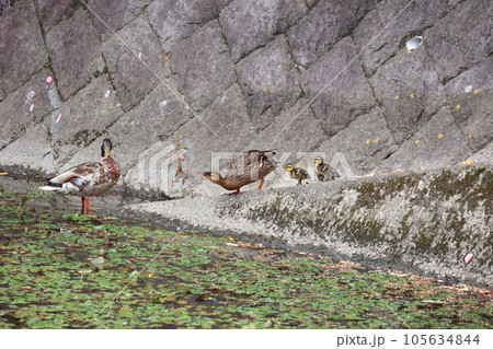 カモの親子 カモの親子 105634844