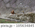 カモの親子 105634845