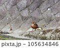 カモの親子 105634846