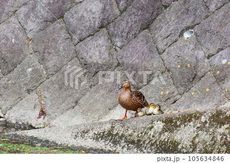 カモの親子 カモの親子 105634846