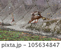 カモの親子 105634847