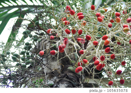 seed of betel palm or betel nut or palm tree 105635078