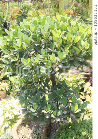 Ficus microcarpa tree plant on nursery Ficus microcarpa tree plant on nursery 105635131