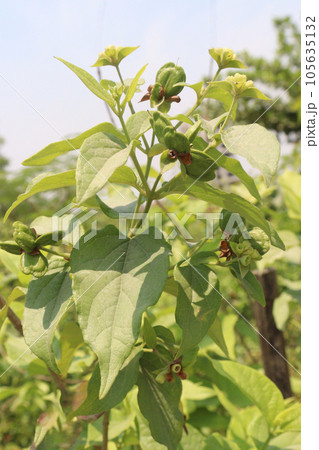 Nyctanthes arbor flower plant on farm Nyctanthes arbor flower plant on farm 105635132