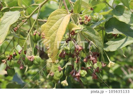 Nyctanthes arbor flower plant on farm Nyctanthes arbor flower plant on farm 105635133