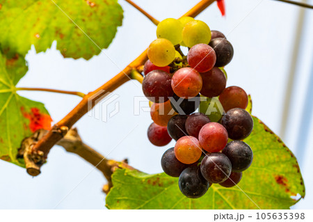 Single bunch of colorful growing grapes with green leaves hangin on a branch of a vine. 105635398