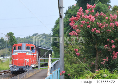 サルスベリの花咲く真岡鐵道「折本駅」と朝の回送列車 サルスベリの花咲く真岡鐵道「折本駅」と朝の回送列車 105635472