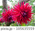 雨上がりのダリアの花 105635559