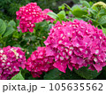 赤紫紫陽花 105635562