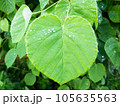ハートの葉っぱ 105635563