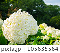 白いアジサイ 105635564