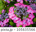 紫のアジサイ 105635566