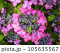 紫のアジサイ 105635567