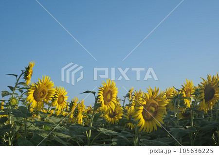 猛暑早朝のひまわり 105636225