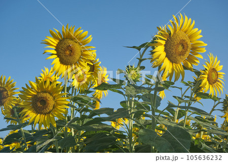 猛暑早朝のひまわり 105636232