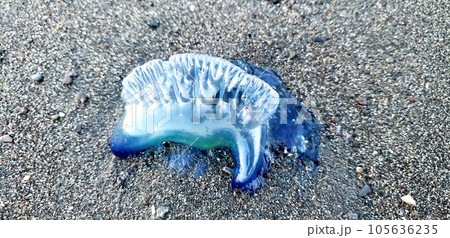 茅ケ崎の波打ち際に見つかったカツオノエボシ【7月】 105636235