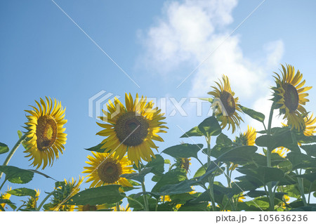 猛暑早朝のひまわり 105636236