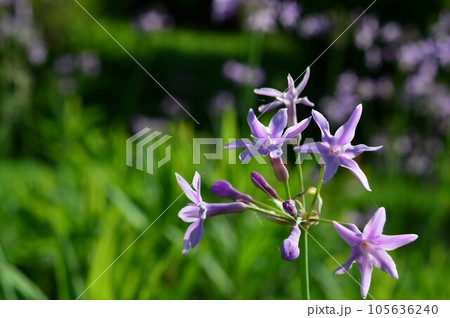 ツルバギア・ビオラセア 105636240