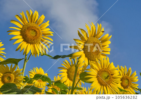 猛暑早朝のひまわり 105636282
