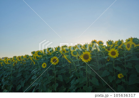 猛暑早朝のひまわり 105636317