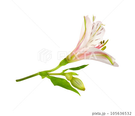 Coral alstroemeria flower and bud isolated 105636532
