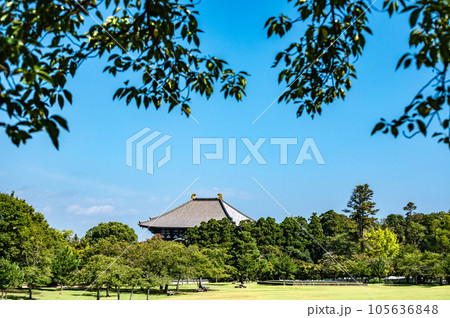 奈良公園春日野園地から望む東大寺大仏殿 105636848