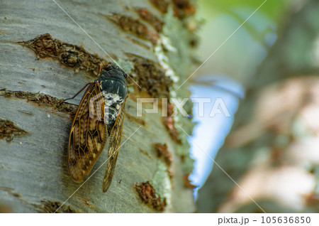 アブラゼミ 105636850