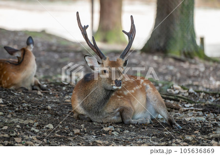 奈良公園の牡鹿 奈良公園の牡鹿 105636869