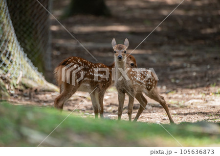 子鹿　奈良公園 105636873