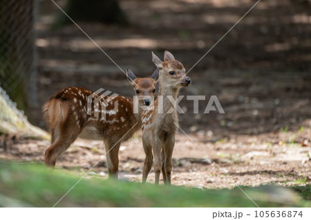 子鹿　奈良公園 105636874