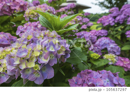 初夏のかざはやの里を彩る紫陽花 105637297