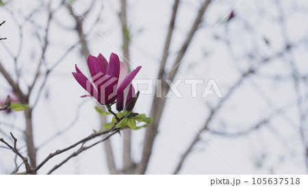 closeup magnolia liliiflora on street 105637518