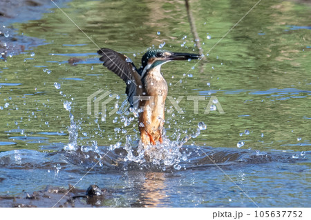 飛び出すカワセミ 飛び出すカワセミ 105637752