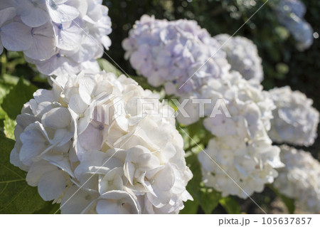初夏のかざはやの里を彩る紫陽花 初夏のかざはやの里を彩る紫陽花 105637857