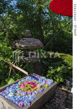 初夏のかざはやの里を彩る紫陽花の花手水 初夏のかざはやの里を彩る紫陽花の花手水 105637858