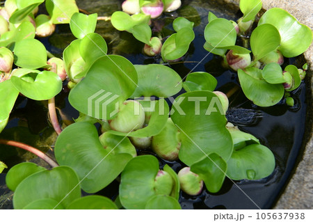 水鉢に浮かぶホテイアオイ 105637938