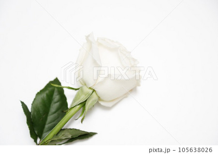 white Roses on white background white Roses on white background 105638026