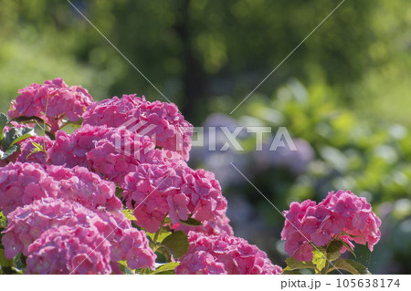 初夏のかざはやの里を彩る紫陽花 初夏のかざはやの里を彩る紫陽花 105638174