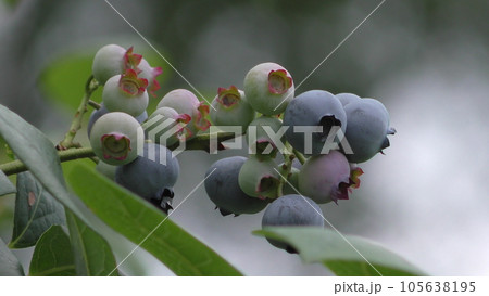 ブルーベリーの実 105638195