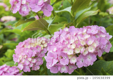 初夏のかざはやの里を彩る紫陽花 初夏のかざはやの里を彩る紫陽花 105638399