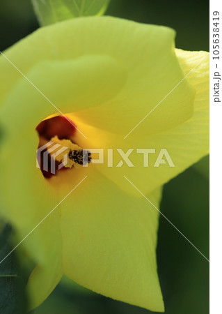 オオハマボウ　沖縄の花　ユーナ 105638419