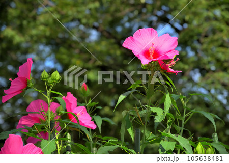 タイタンビカスの赤い花 105638481