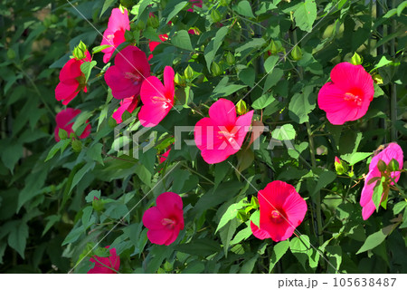 タイタンビカスの赤い花 105638487